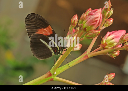 A postman butterfly  (Heliconius melpomene) Stock Photo