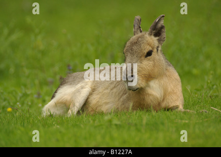 A mara, otherwise known as a Patagonian hare or Patagonian cavy,  (Dolichotis patagonium). Stock Photo