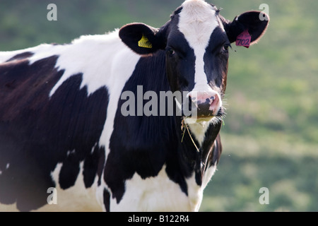 Fresian cow landscape in Cornwall Stock Photo