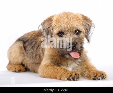 puppy with tongue out Stock Photo