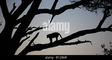 Leopard stood in a tree Kenya Africa Stock Photo