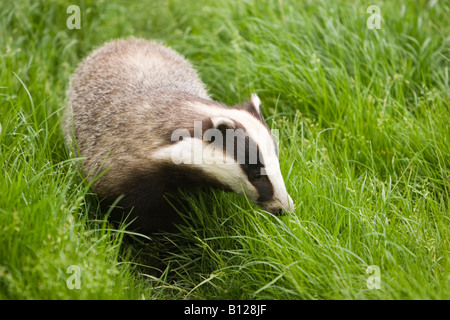 Eurasian badger, Meles meles, in daylight Stock Photo