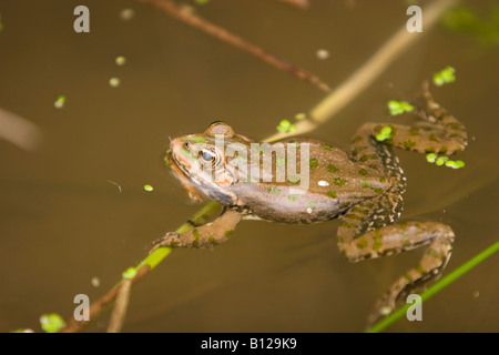 Common Frog, Rana temporaria, floating in pond, waiting for lunch