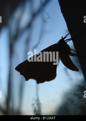 Silhouette of a moth perched on a vertical bar of a window, with sky and and textural surfaces in the background. Stock Photo