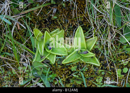 Common Butterwort: Pinguicula vulgaris. Achill Island County Mayo Ireland Note flower buds Stock Photo