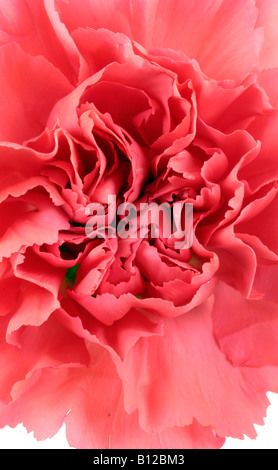 Close up image of a pink Carnation Stock Photo