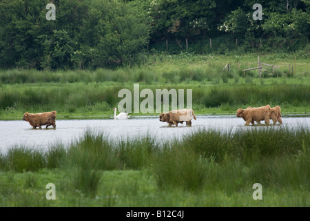 Young Highland cattle (Bos taurus) wading through water with a single Mute Swan (Cygnus olor) in the background Stock Photo