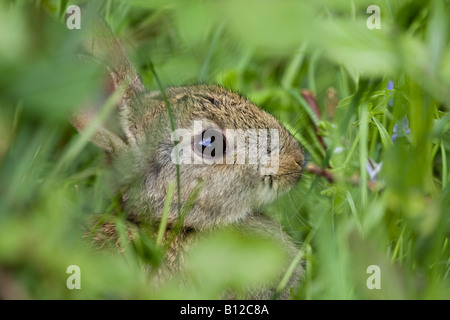 Close up of a wild European baby rabbit (Oryctolagus cunniculus) hidden in long grass. West Sussex, England.