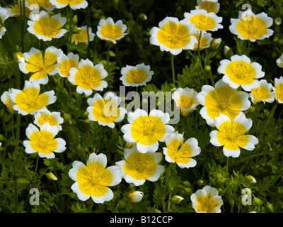 Flowers of the Fried egg plant or poached egg plant Limnanthes douglasii for sale in a garden centre Stock Photo