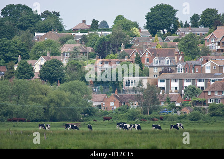 Field of Holstein Friesian cattle close to housing development in West Sussex, England, UK Stock Photo