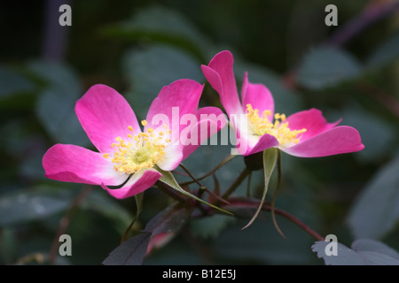 Closeup of two redleaf Rose, Rosa glauca, flowers. This is a species. Stock Photo