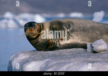 phoque barbus Bartrobbe Bearded Seal Erignathus barbatus spizbergen ...