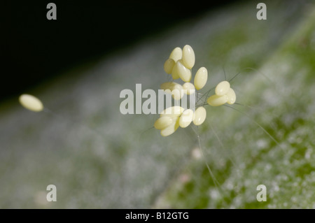 Australian green lacewing eggs Stock Photo