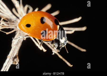 Marienkaefer Seven spotted Ladybird Sevenspot Ladybird 7 spot Ladybird Coccinella septempunctata Coccinelle à 7 points sur une t Stock Photo