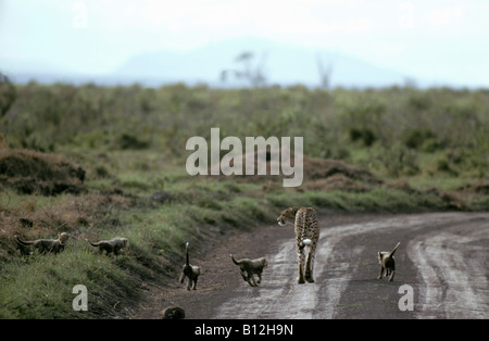 guepards cheetahs Acinonyx jubatus Mother and one month old cubs Masai Mara Kenya Acinonyx adult adults Africa African animal an Stock Photo