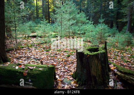 NEW TREE GROWTH IN CLEARING COOK FOREST STATE PARK WESTERN PENNSYLVANIA USA Stock Photo