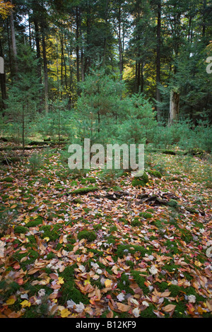 NEW TREE GROWTH IN CLEARING COOK FOREST STATE PARK WESTERN PENNSYLVANIA USA Stock Photo