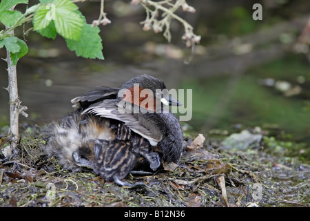 Little Grebe on nest with chicks Stock Photo