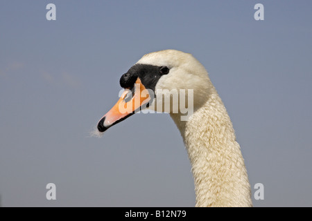 Mute Swan Stock Photo