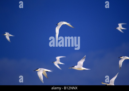 Small flock of terns fly in the windy ABC Islands Stock Photo