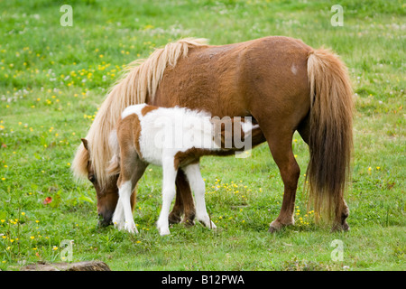 baby horse with mother Stock Photo