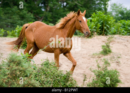 brown adult horse running Stock Photo
