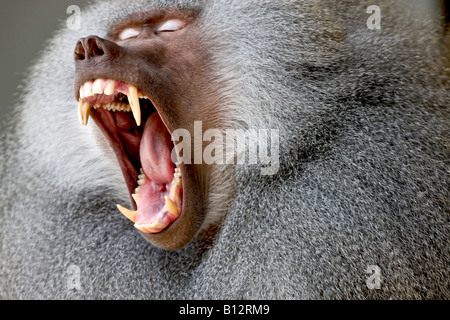 Roaring Baboon male Stock Photo