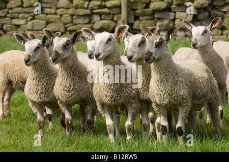 Blue Faced Leicester lambs in field Wark Northumberland Stock Photo