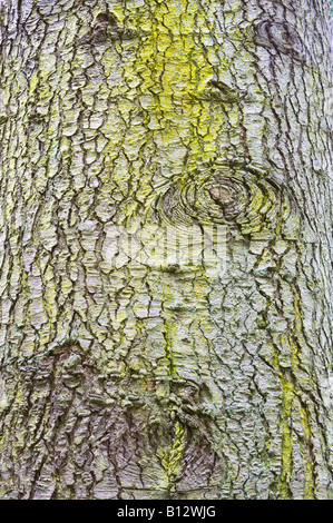 Grand Fir (Abies grandis) bark mature tree Perthshire Big Tree Country Scotland UK Europe May 2008 Stock Photo