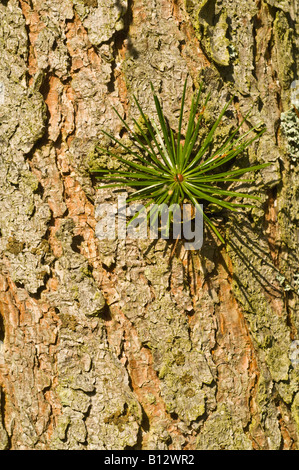 Sikkim Larch Larix griffithii close up bark mature tree Perthshire Scotland UK September Stock Photo