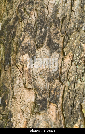Sycamore Acer pseudoplatanus close up bark mature tree Perthshire Big Tree Country Scotland UK Europe September Stock Photo