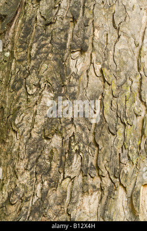 Sycamore Acer pseudoplatanus close up bark mature tree Perthshire Big Tree Country Scotland UK Europe Sept Stock Photo