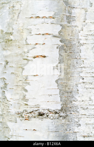 Cutleaf European white birch Betula pendula Dalecarlica close up of bark Perthshire Big Tree Country Scotland UK Europe Sept. Stock Photo