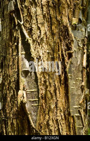 Sitka spruce Picea sitchensis close up of bark mature tree Perthshire Big Tree Country Scotland UK Europe September Stock Photo