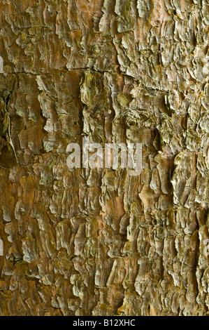 Jack Pine Pinus banksiana close up of bark mature tree Perthshire Big Tree Country Scotland UK Europe September Stock Photo