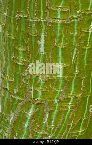 Kyushu Maple or Red Snakebark Maple Acer capillipes close up bark mature tree Perthshire Big Tree Country Scotland UK Europe Stock Photo