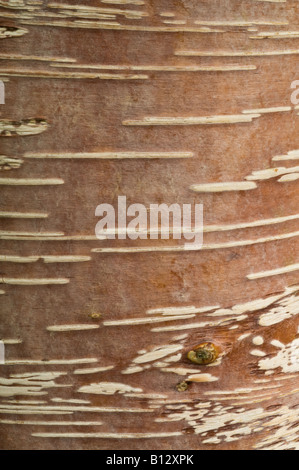 Himalayan Birch (Betula utilis) close up of bark Perthshire Big Tree Country Scotland UK Europe September Stock Photo