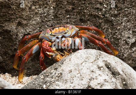 A Sally Lightfoot crab eating a younger crab, Isla Lobos, San Cristobal island, Galapagos, Ecuador
