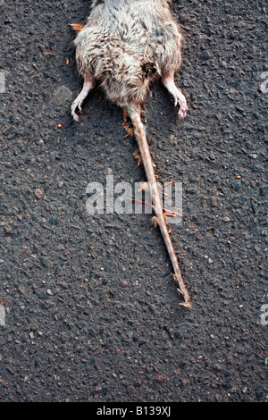 A dead rat lying on the ground. Stock Photo