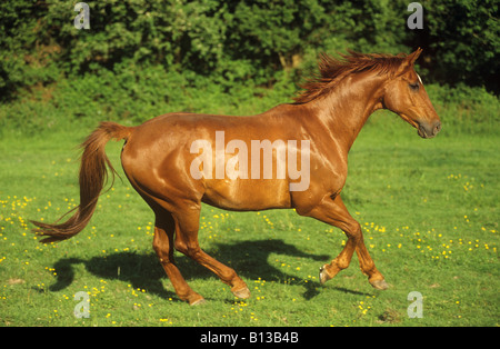 hanoverian horse - galloping on meadow Stock Photo