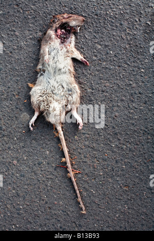 A dead rat lying on the ground. Stock Photo