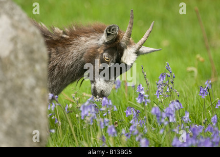 Wild feral goats playful kid eating spring bluebells in the Wild Goat Park Galloway Forest Park Scotland UK Stock Photo