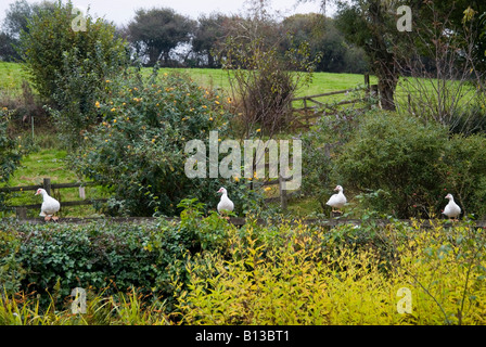 A row of Aylesbury ducks standing on a fence on a farm, Modbury, South Hams, South Devon. UK Stock Photo