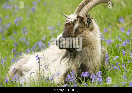 Wild feral goat male ram in the Wild Goat Park Galloway Forest Park Scotland UK Stock Photo