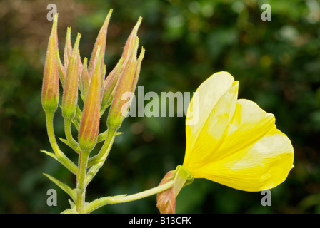 Close up of flowering evening primrose (Oenothera erythrosepala). Devon, UK Stock Photo