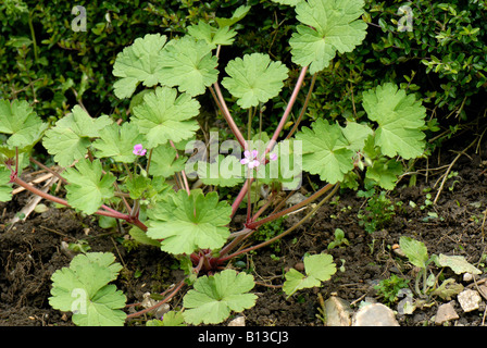 Round leaved cranesbill Geranium rotundifolium flowering plant Stock Photo