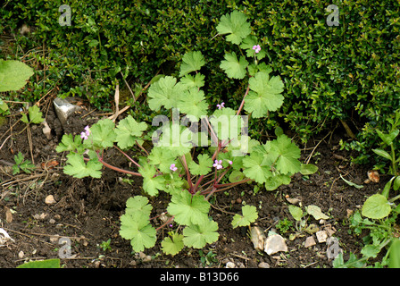 Round leaved cranesbill Geranium rotundifolium flowering plant Stock Photo