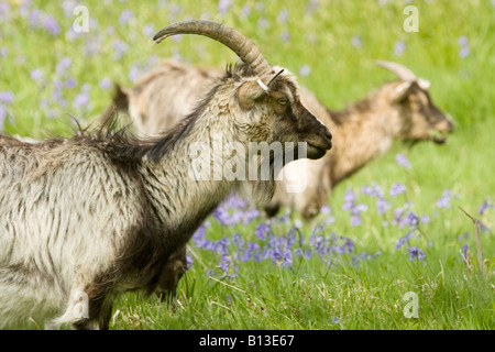 Wild feral goat male ram in the Wild Goat Park Galloway Forest Park Scotland UK Stock Photo