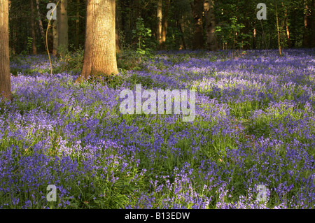 Carpet of wild Bluebells in the Norfolk countryside Stock Photo