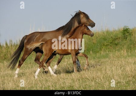 welsh pony mare with foal - trotting on meadow Stock Photo